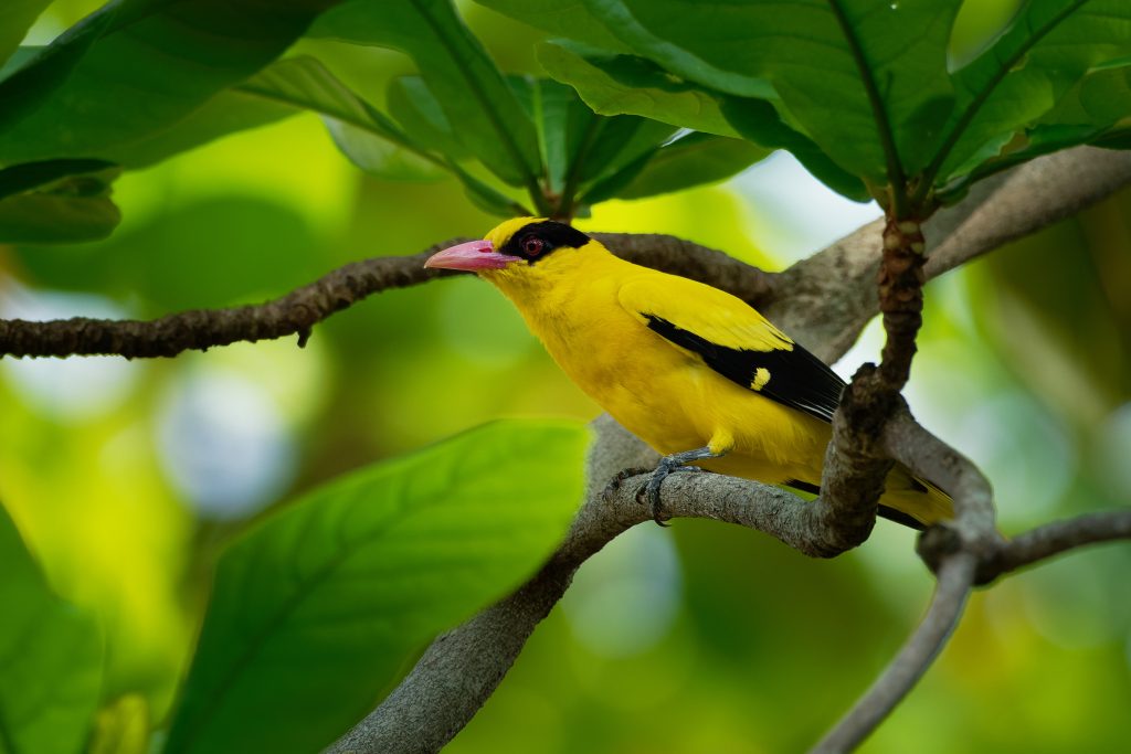 Sustainable Songbird Sanctuary Setup: Crafting Cozy, Creative Corners for Chirping Companions