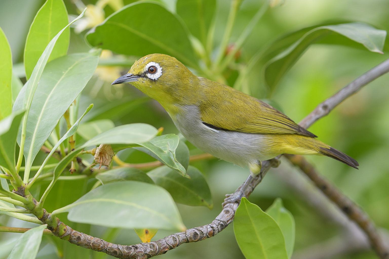 Sustainable Songbird Sanctuary Setup: Crafting Cozy, Creative Corners for Chirping Companions
